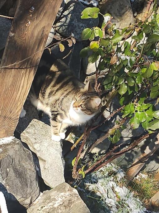 Chambre Ou Gite Dans Une Maison De Montagne - De Suzon A Zelie Entraigues  Buitenkant foto